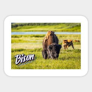 Bison at Yellowstone Sticker